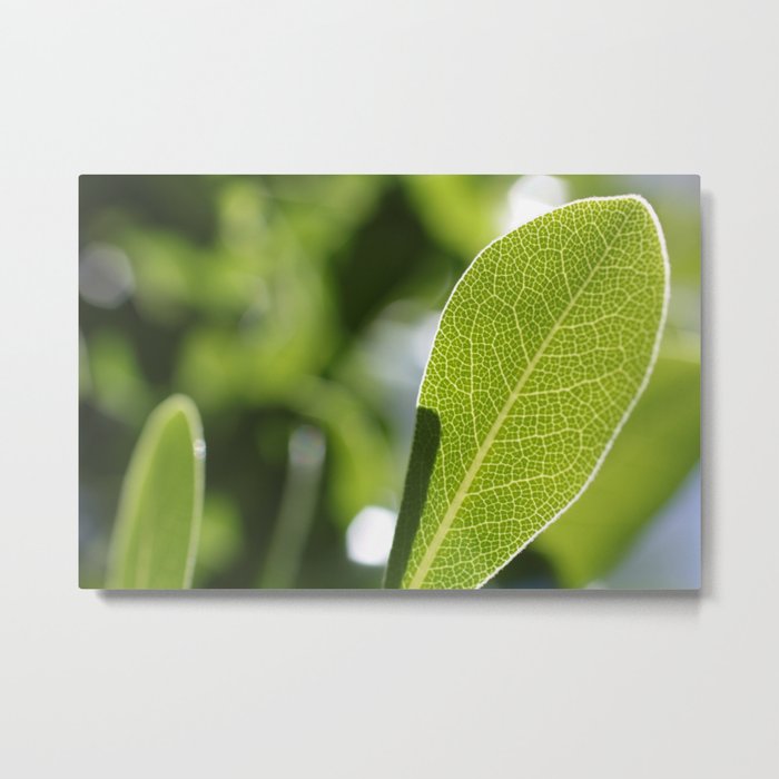 leave-leaf Metal Print