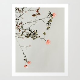 Pink Wild Roses - Minimal Flower Photography by Ingrid Beddoes Art Print