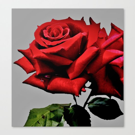 Red Rose Canvas Print