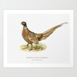 Vintage Ring Necked Pheasant  Art Print