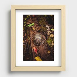 Turtle in a Shell  Recessed Framed Print