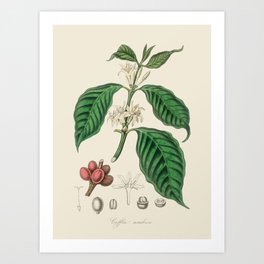 Coffee Bean Antique Botanical Illustration Art Print
