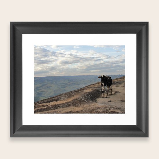 Cow Framed Art Print