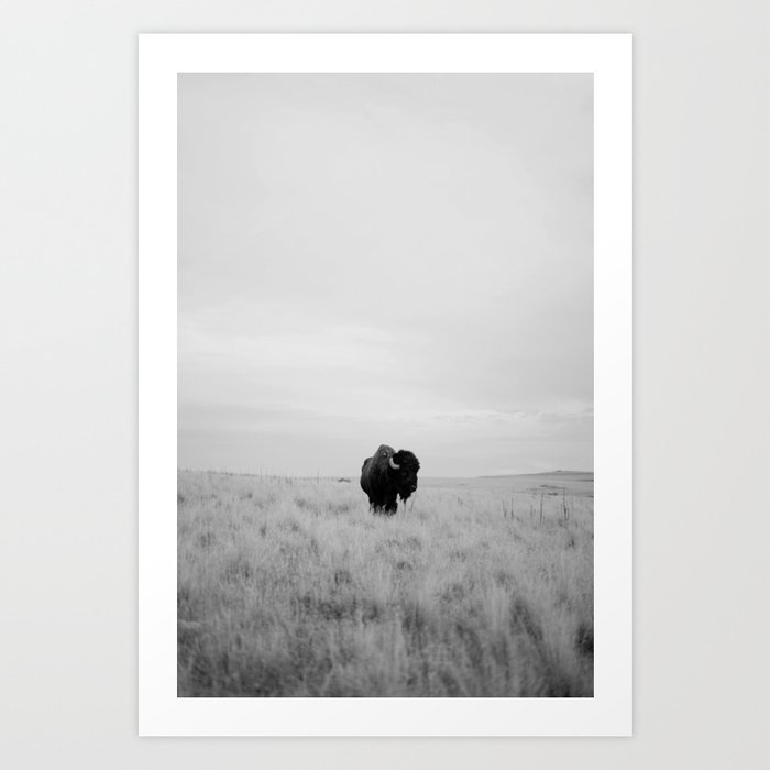 Black and white bison wild photography Art Print