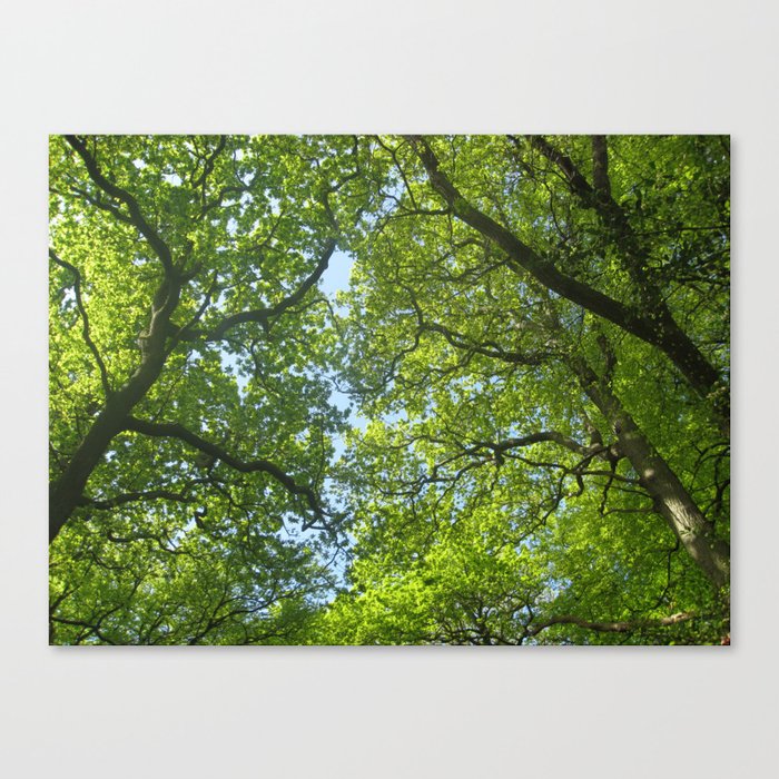 New Forest Beech Canopy Canvas Print