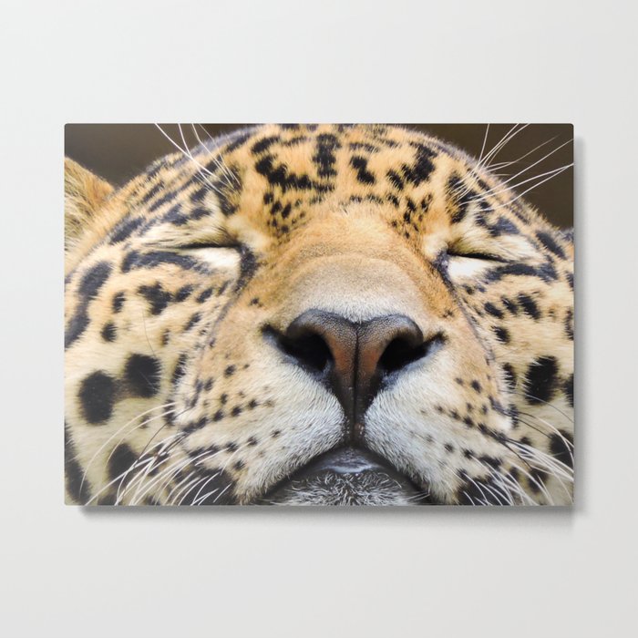 Sleeping Jaguar Metal Print