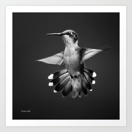 Hummingbirds Art Prints Society6