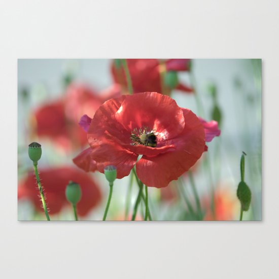 Red poppy Art Canvas Print