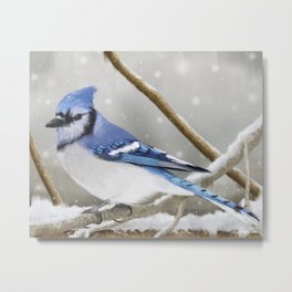 Blue Jay in Winter Metal Print
