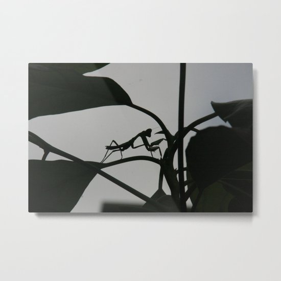 Mantis Metal Print