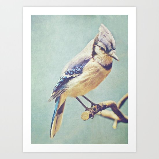 Virginia Bluejay Art Print