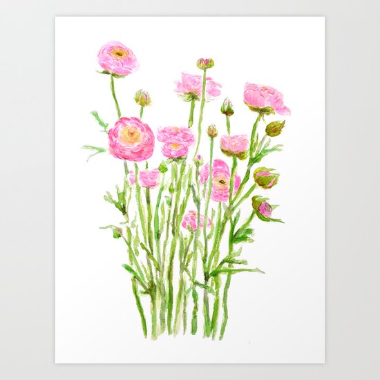 pink ranunculus Art Print