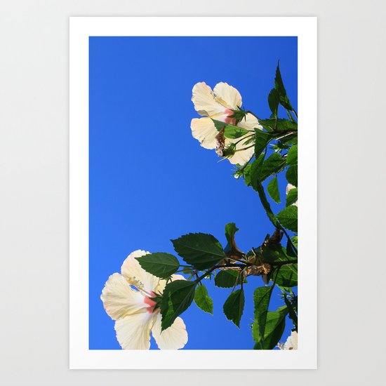 Summer Hibiscus Art Print