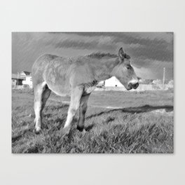 Monochrome horse foal pasture in the countryside Canvas Print