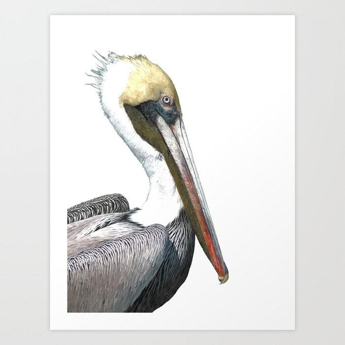 Pelican Portrait Art Print