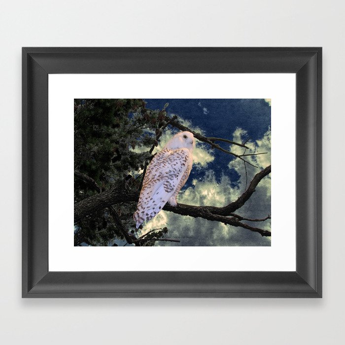 Snowy Owl Bird Stormy Sky A127 Framed Art Print