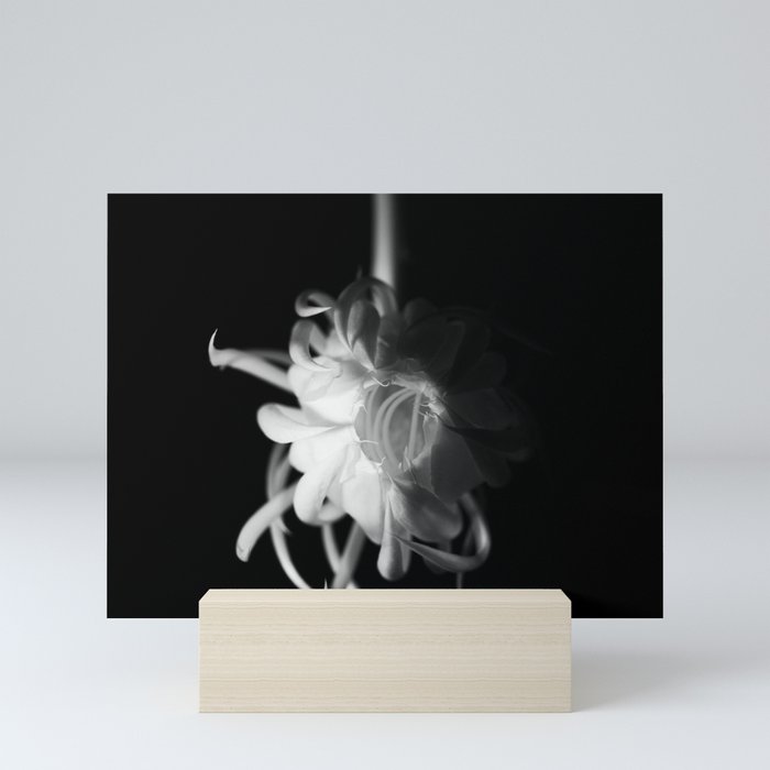 Black and white queen of the night blooming flower Mini Art Print
