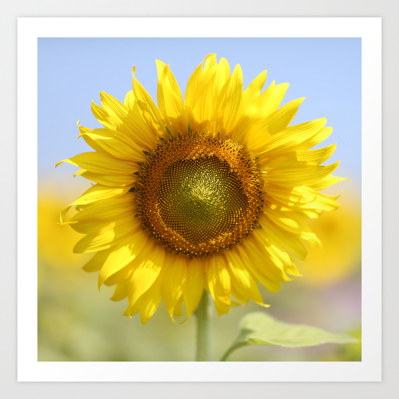 Sunflower Print Flower Photography Flower Decor