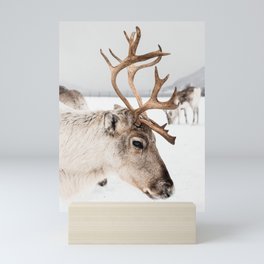 Reindeer with Antlers In Snow | Norway Tromsø Winter Art Print | Arctic Animal Travel Photography Mini Art Print