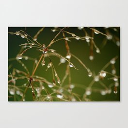 Branches of Dew Canvas Print