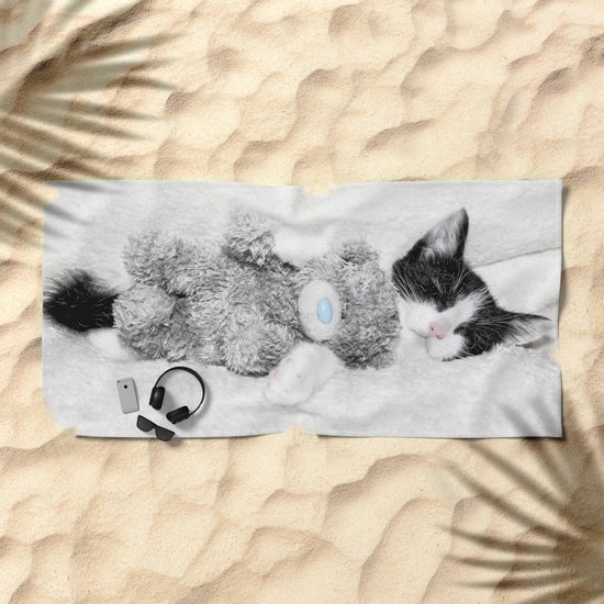 teddy kitten