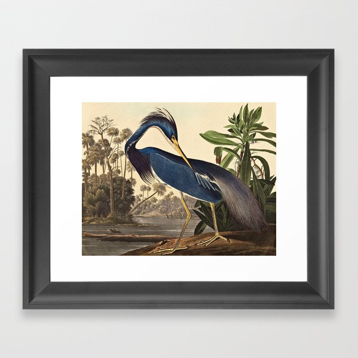 John James Audubon - Louisiana Heron Framed Art Print