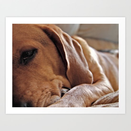 Toby Art Print
