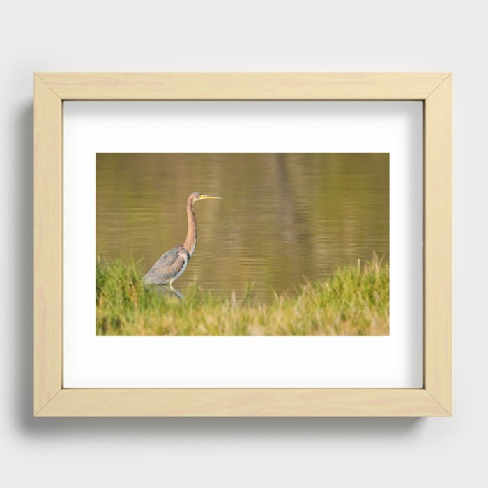 Tricolored Heron Recessed Framed Print