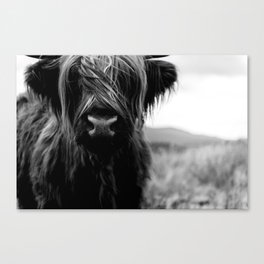 Scottish Highland Cattle - Black and White Animal Photography Canvas Print