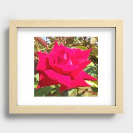 rose Recessed Framed Print