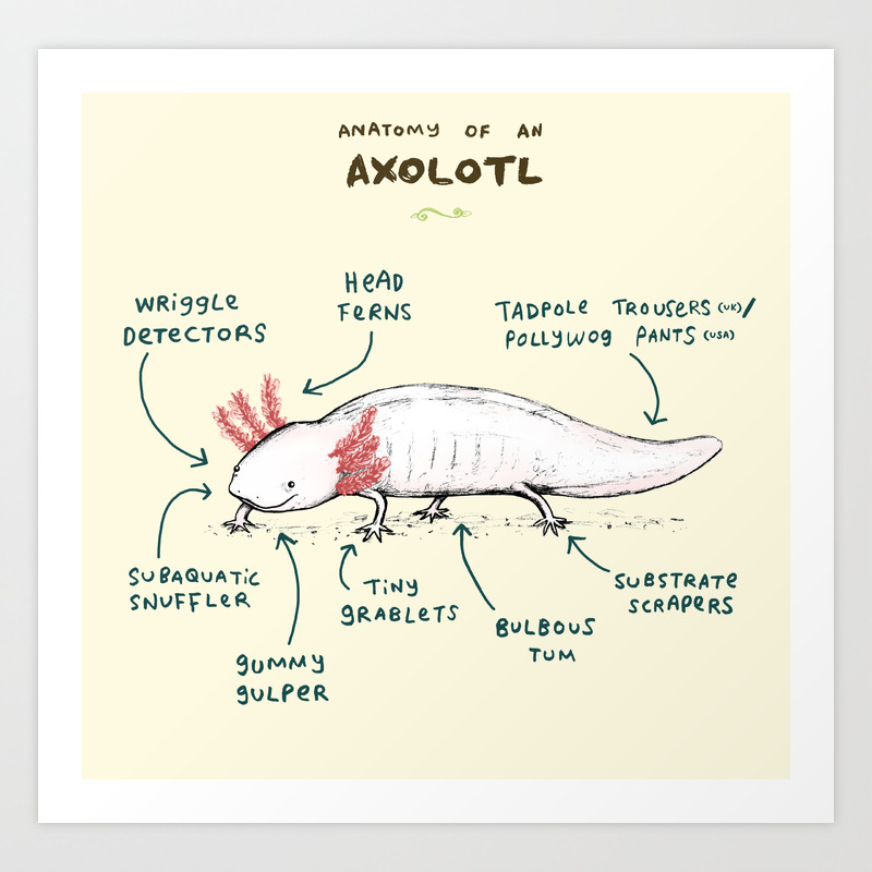 Anatomy Of An Axolotl Art Print By Sophiecorrigan Society6 Anatomy Of An Axolotl Art Print By Sophiecorrigan Society6