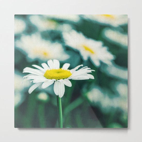 daisies Metal Print