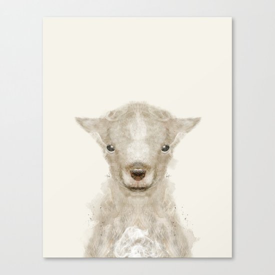 little lamb Canvas Print
