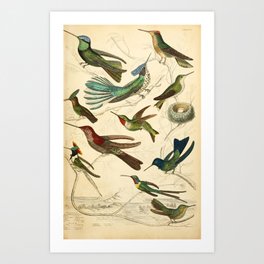 Hummingbirds from The Edinburgh Journal, 1835 (benefitting The Nature Conservancy) Art Print