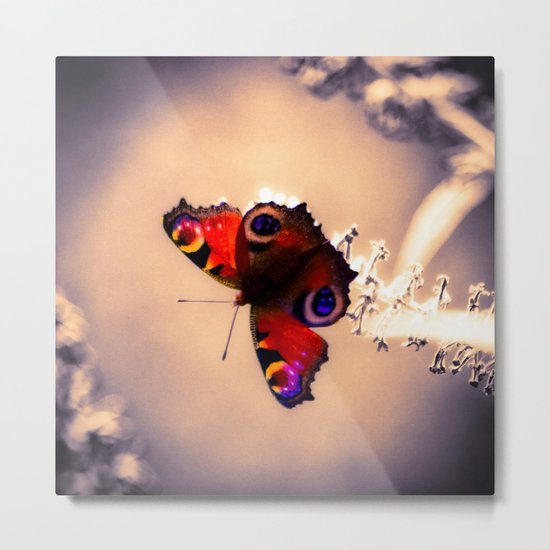 Peacock Metal Print