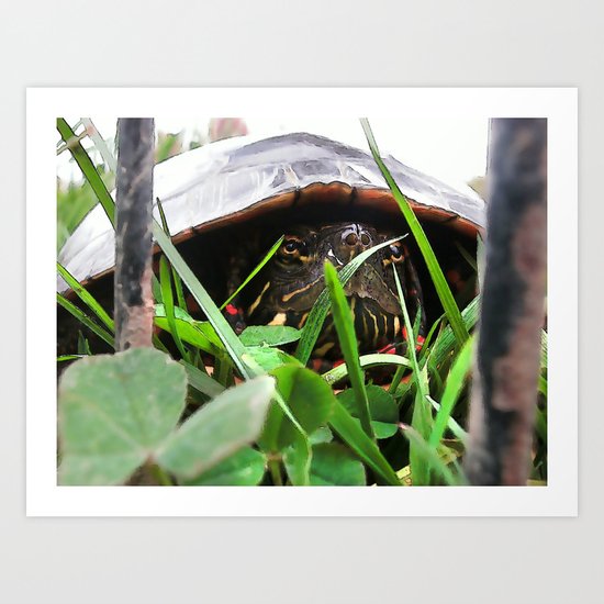 The Painted Turtle Art Print