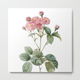 Vintage  Pink Rosebush Botanical Illustration on Pure White Metal Print