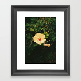 Hibiscus Framed Art Print