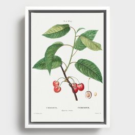 Cherry (Cerasus) from Traité des Arbres et Arbustes que l’on cultive en France en pleine terre  Framed Canvas