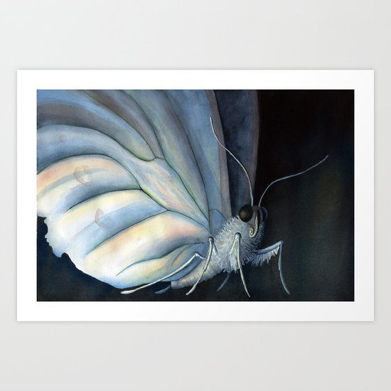 White Morpho Butterfly Art Print