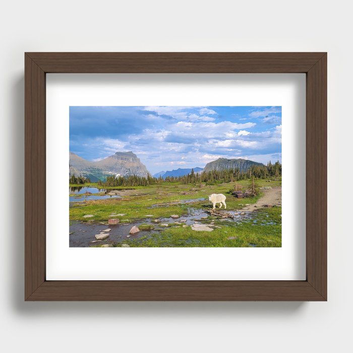 Mountain Goat in Glacier National Park Recessed Framed Print