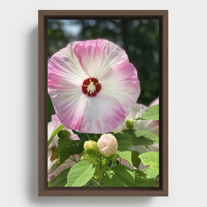 Pink Hibiscus Flower Framed Canvas