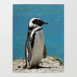Argentina Photography - Beautiful Magellanic Penguin At The Ocean Shore Poster