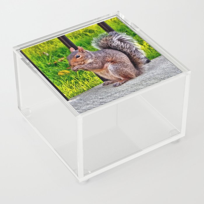 Hungry Squirrel Acrylic Box