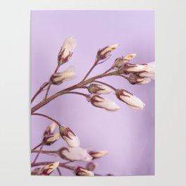 Flower blossom's Poster