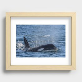 Killer Whale Recessed Framed Print
