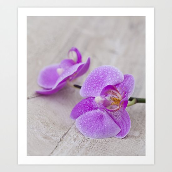 pink orchid flower close up water drops Art Print