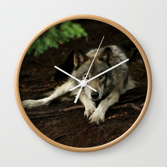 Intense Timber Wolf Wall Clock