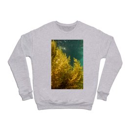 Forest of Seaweed, Seaweed Underwater, Seaweed Shallow Water near surface Crewneck Sweatshirt