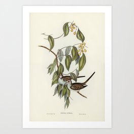 Greaceful Ground Dove (Geopelia cuneata) illustrated by Elizabeth Gould (1804–1841) for John Gould’s Art Print | Design, Animal, Photo, Wildlife, Vector, Illustration, White, Drawing, Wings, Wild 
